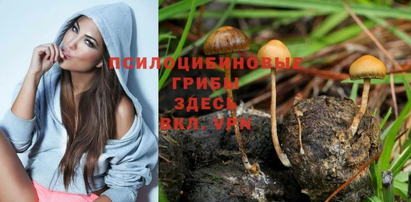 индика Красноперекопск